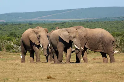 Addo Elephant National Park (Haupt-Wildbeobachtungsgebiet)
