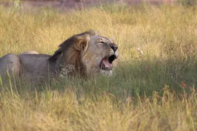 Welgevonden Game Reserve