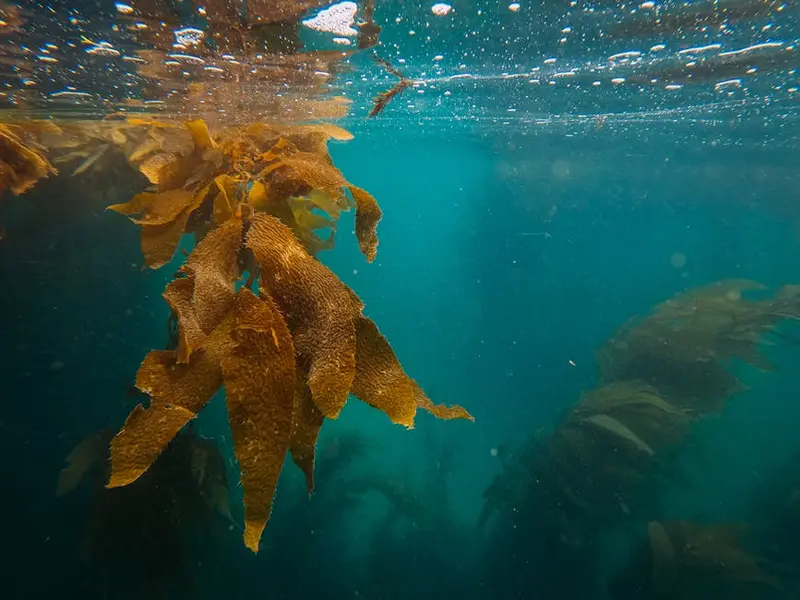 Pra Kie Cave (Coral Cave)