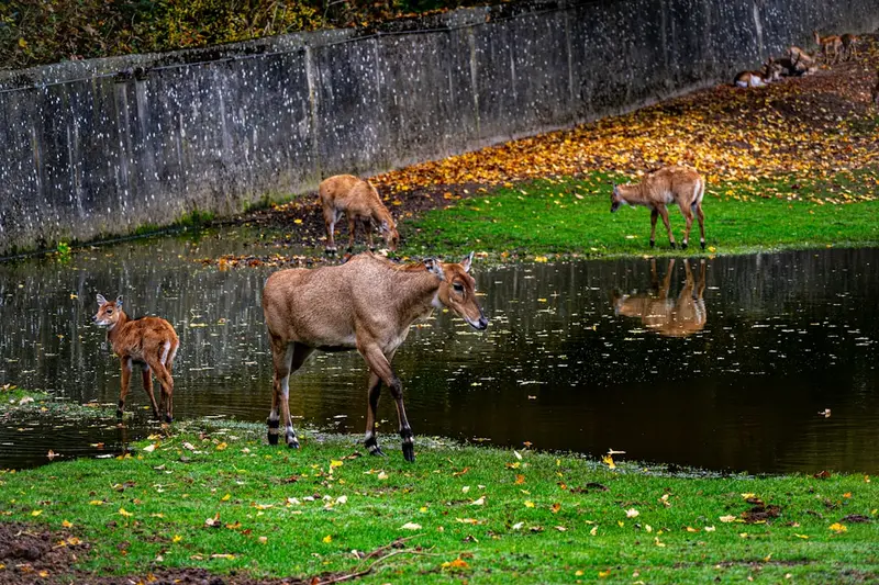 Marselisborg Dyrehave