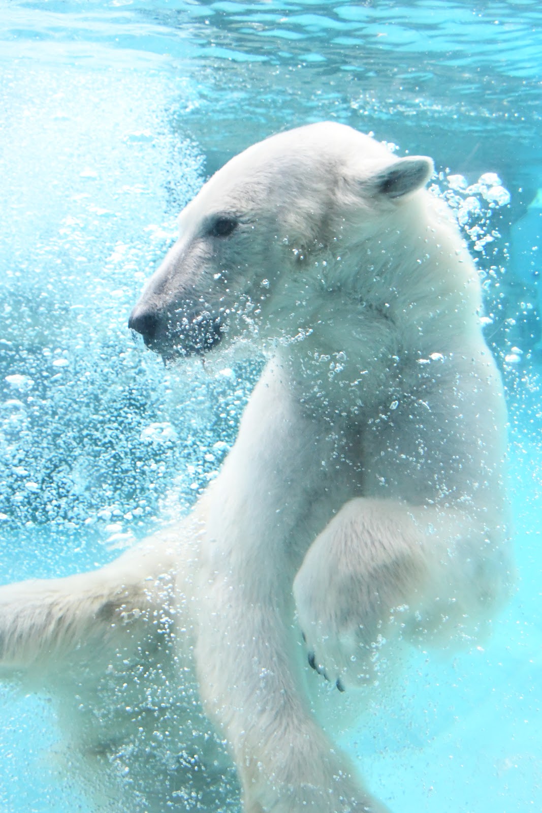 Kobe Ōji Zoo