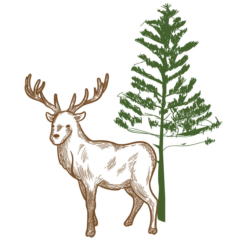 MOOSE AND PINE logo