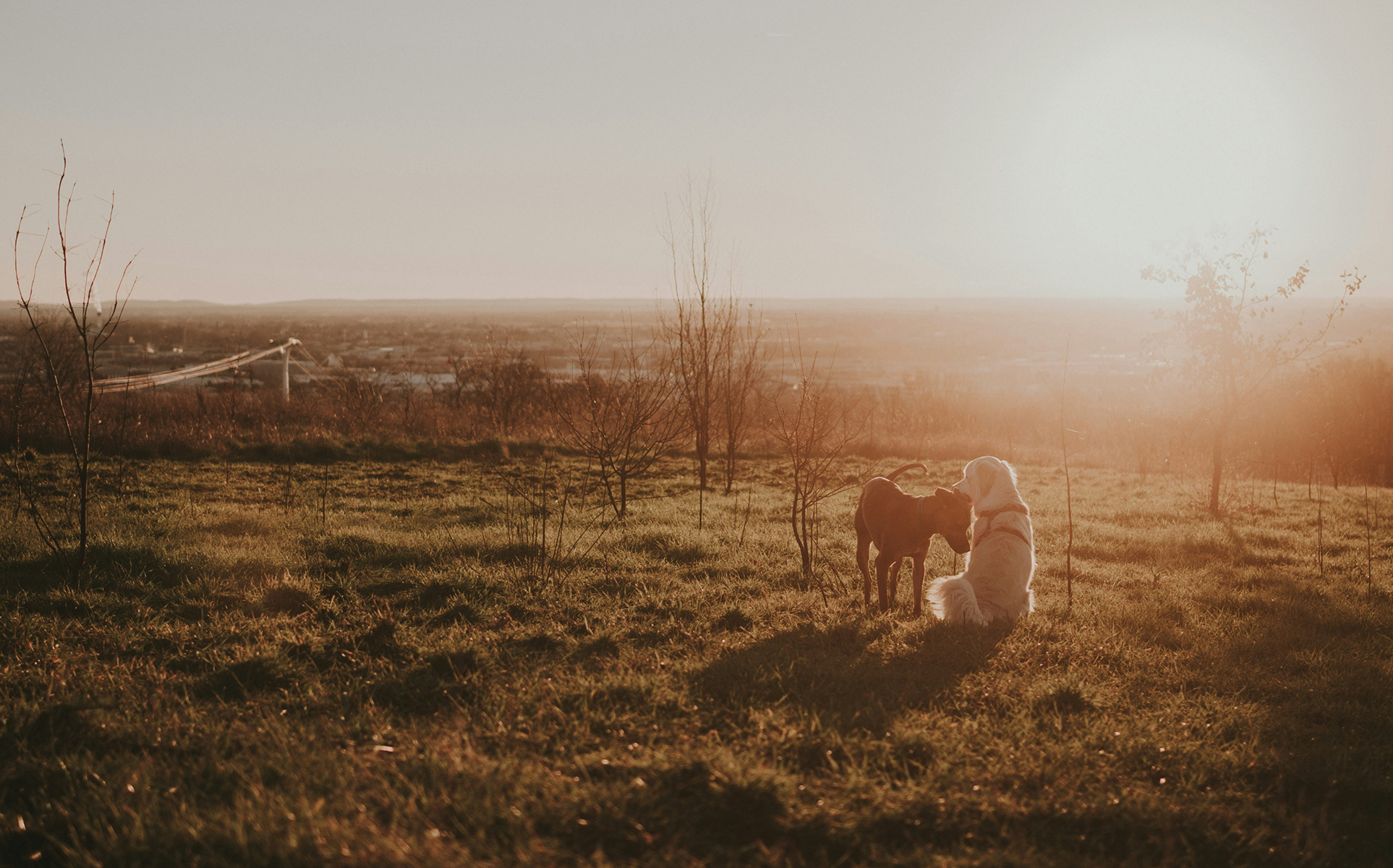 Rememory main background