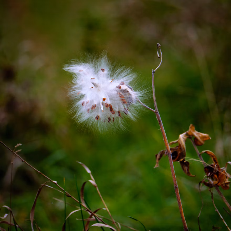 A dandelion blowing in the wind, symbolizing hopes.