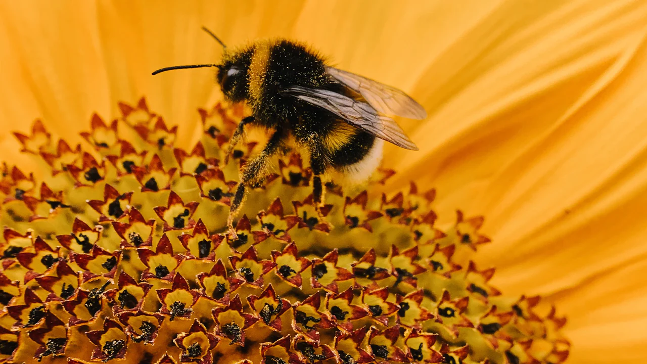 How to Bring Back Bees, Butterflies, and Birds – A Practical, No-Nonsense UK Guide