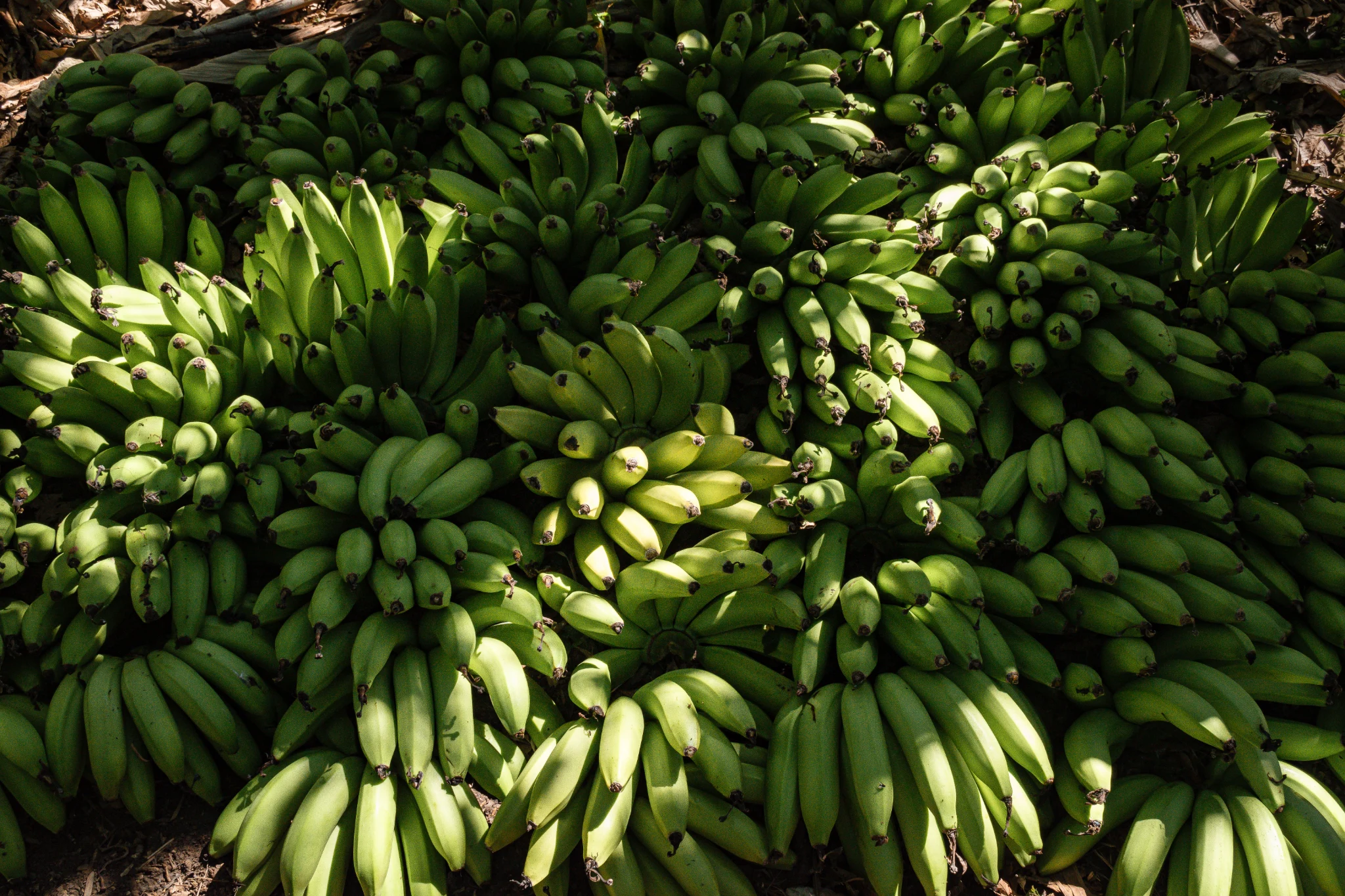 Lotus Stems, Banana Stalks, and Soy Waste: The Strange New Materials Trying to Replace Cotton