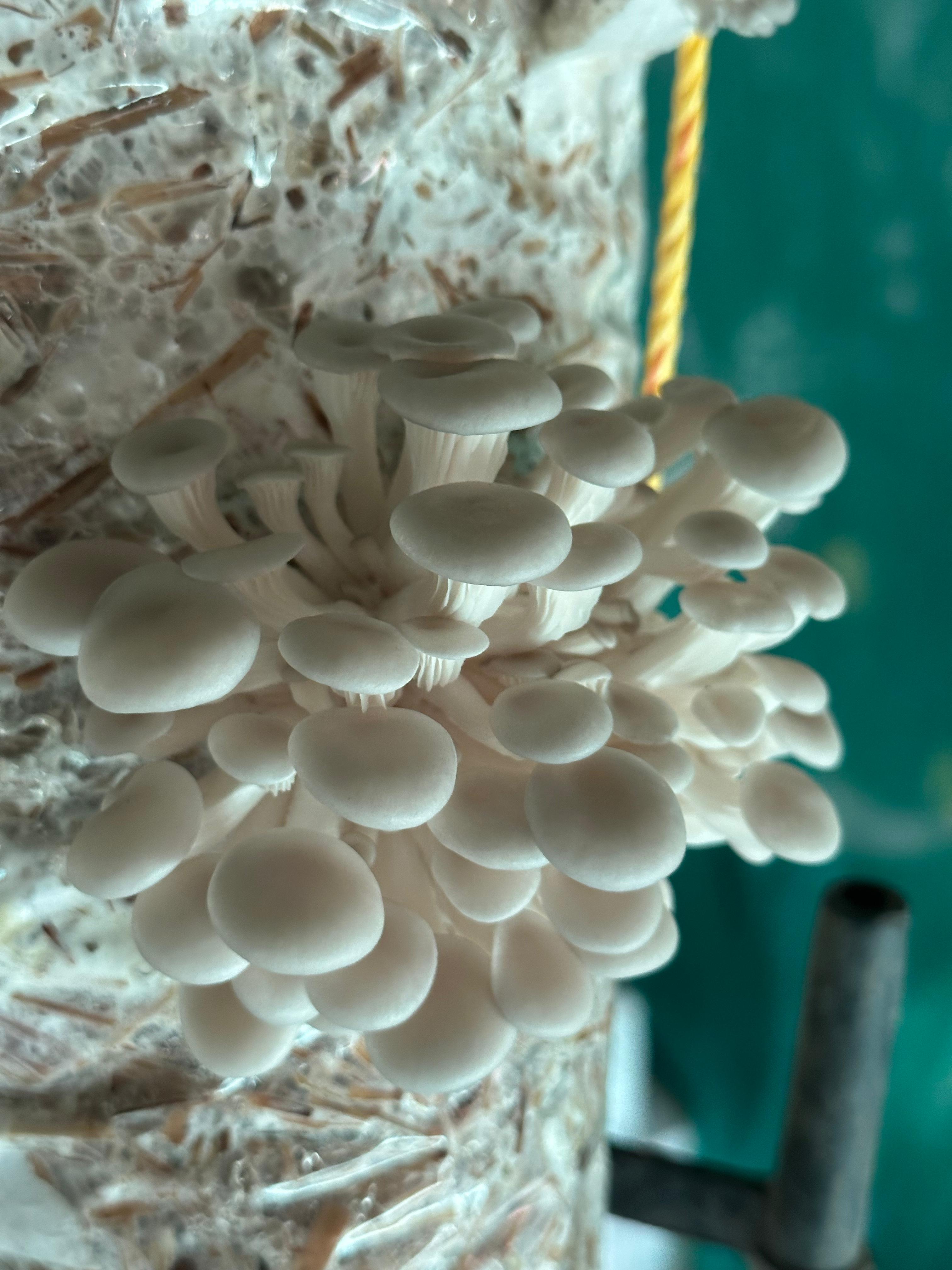Fresh Oyster Mushrooms