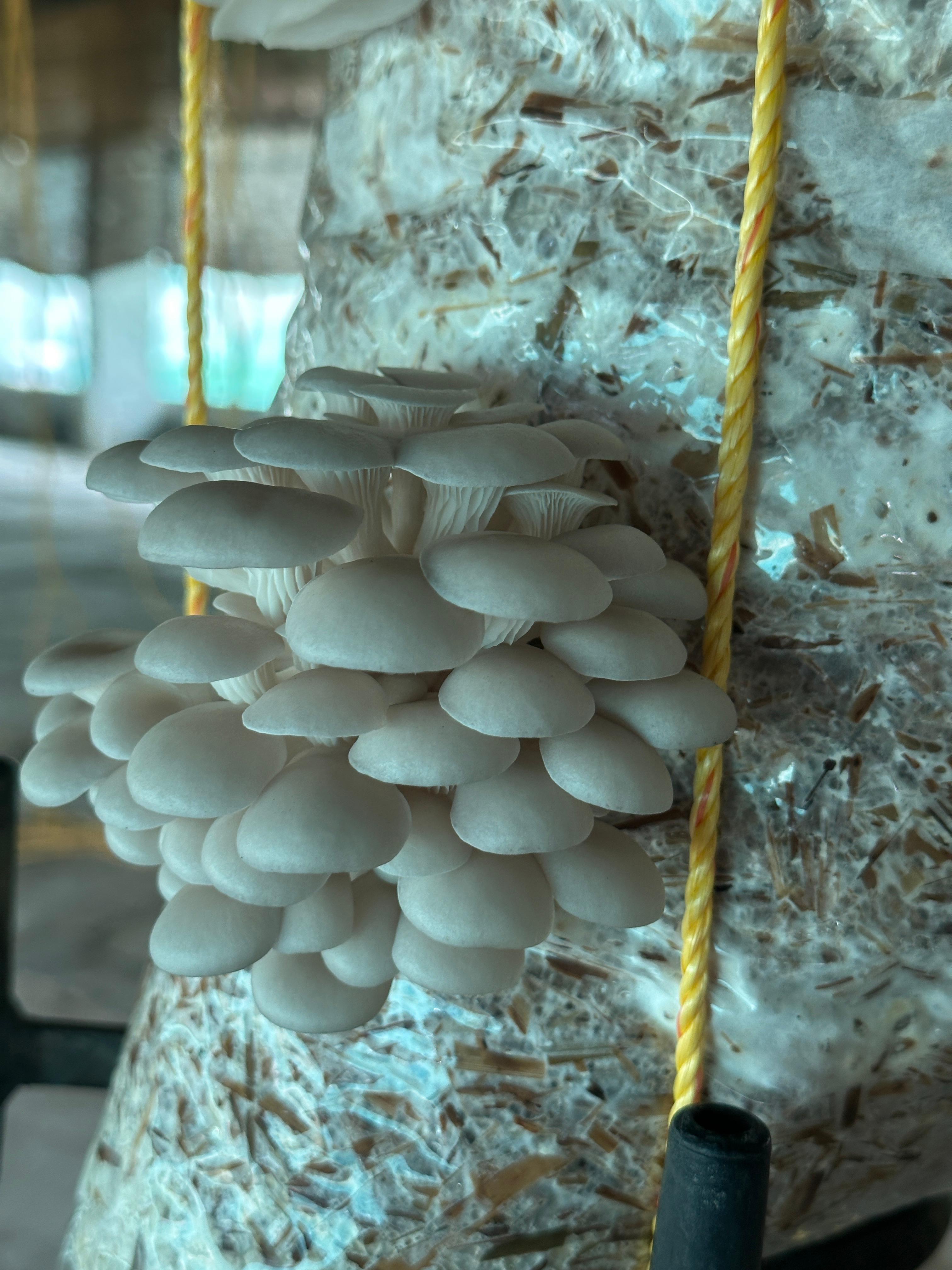 Close-up of fresh, high-quality oyster mushrooms.