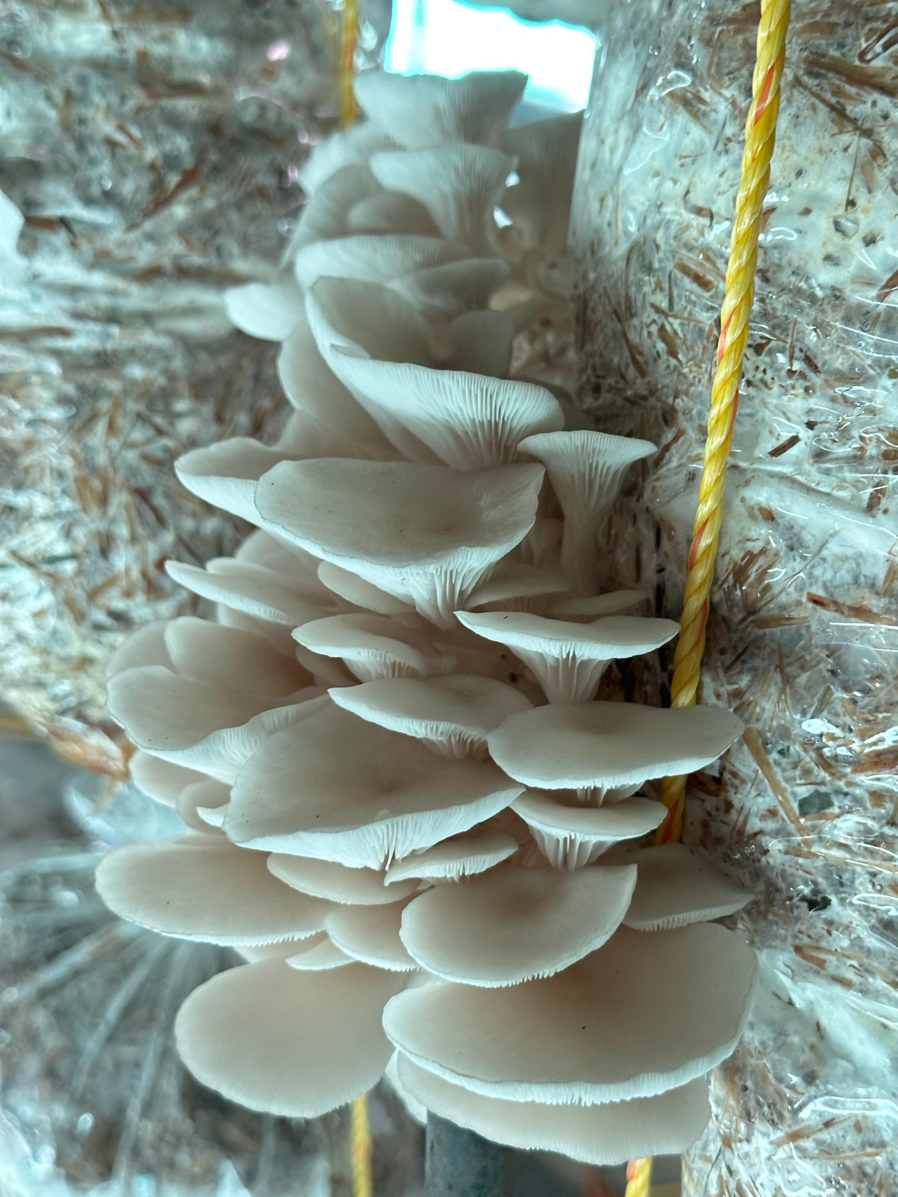 Close-up of pink and yellow oyster mushrooms.