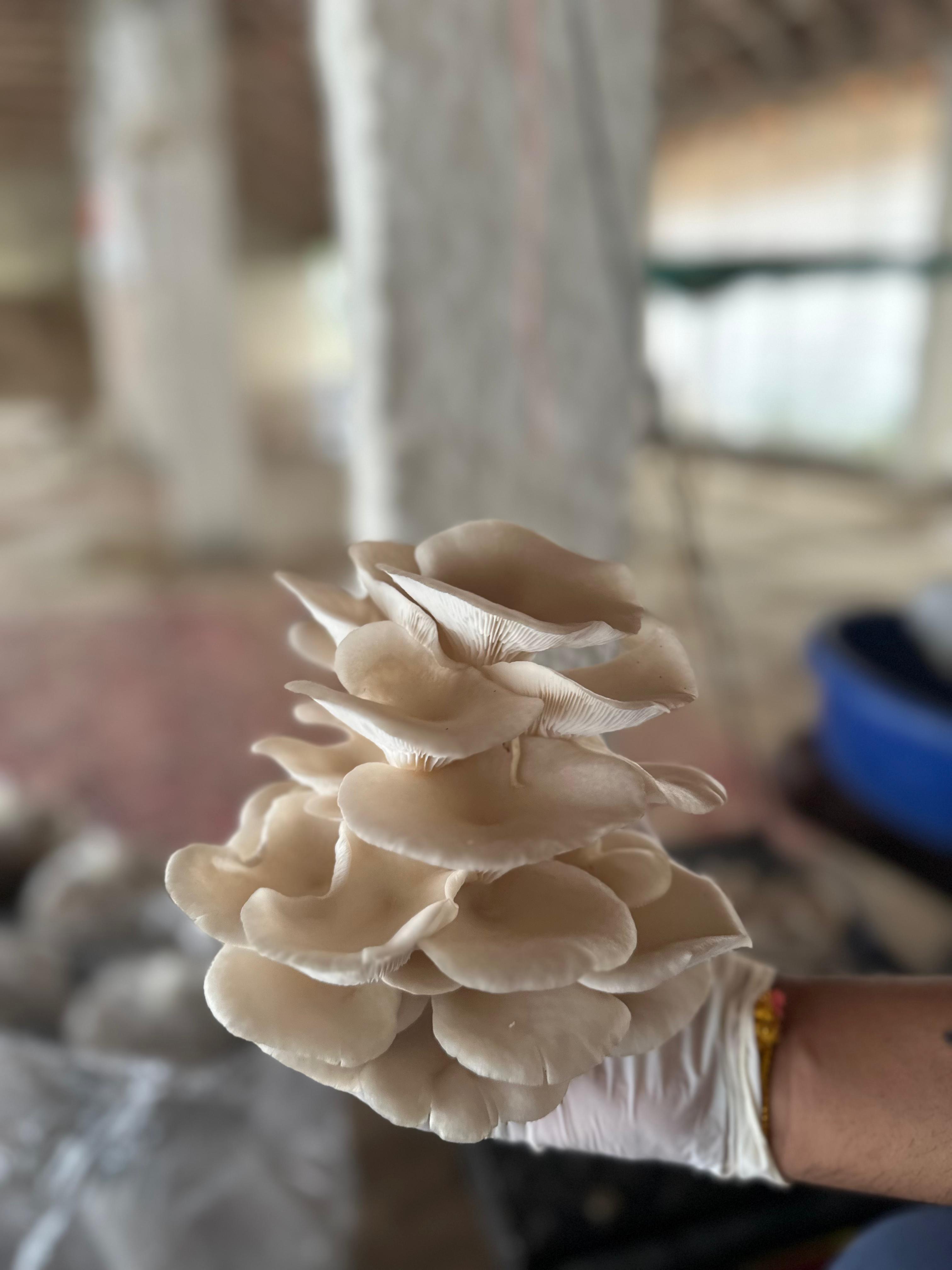 Clean and modern mushroom cultivation environment.