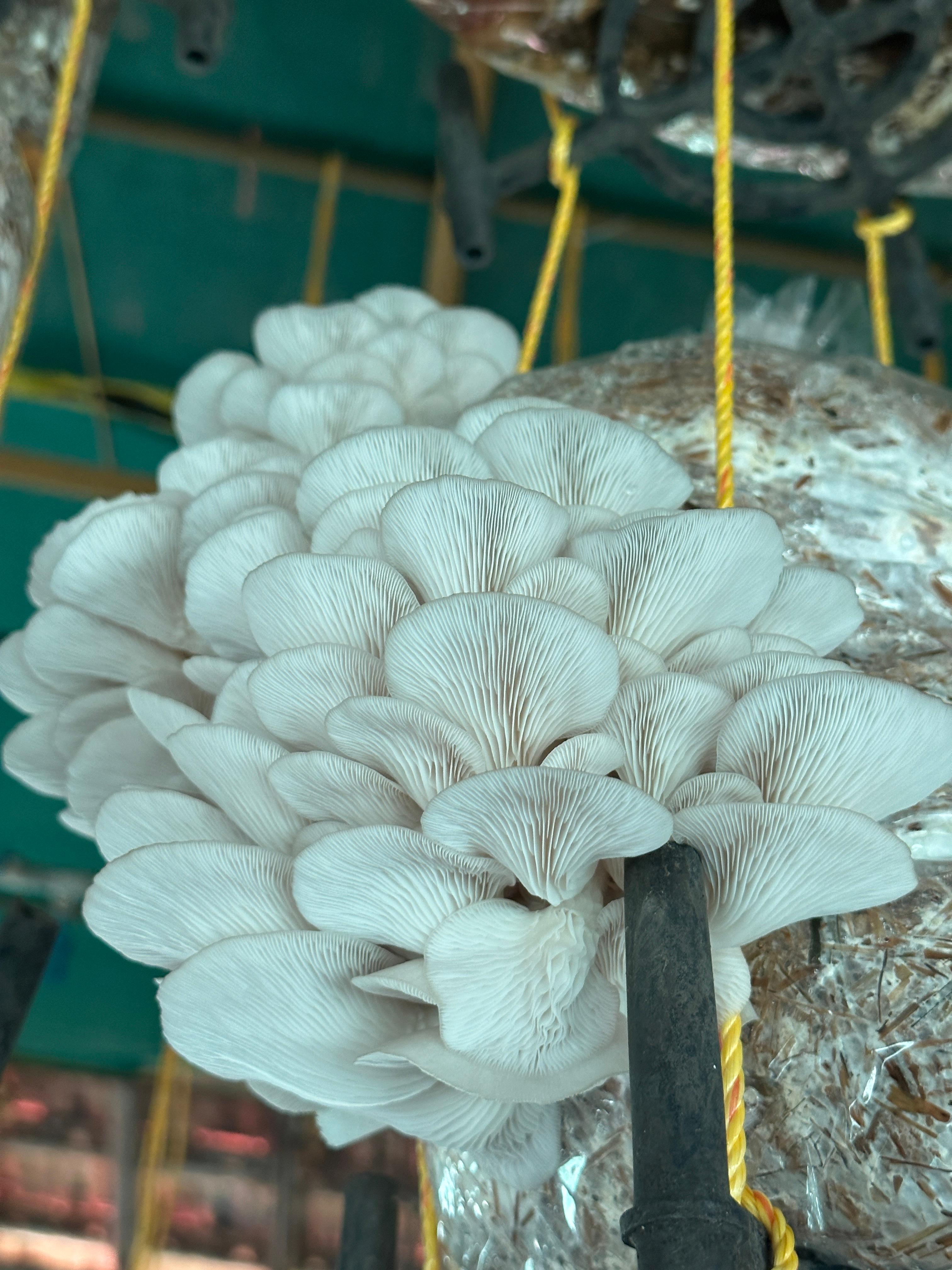 A hand carefully harvesting a cluster of oyster mushrooms.