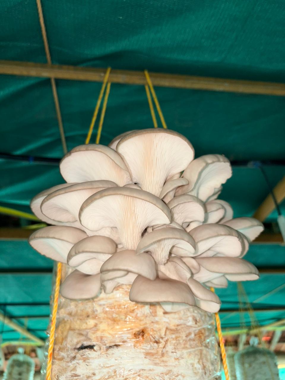 Oyster mushrooms growing in their cultivation bags.
