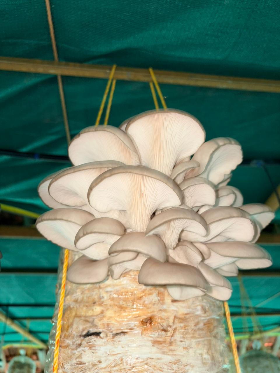1kg Oyster Mushroom