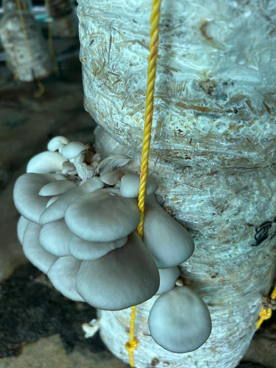 A rustic basket filled with freshly harvested oyster mushrooms.