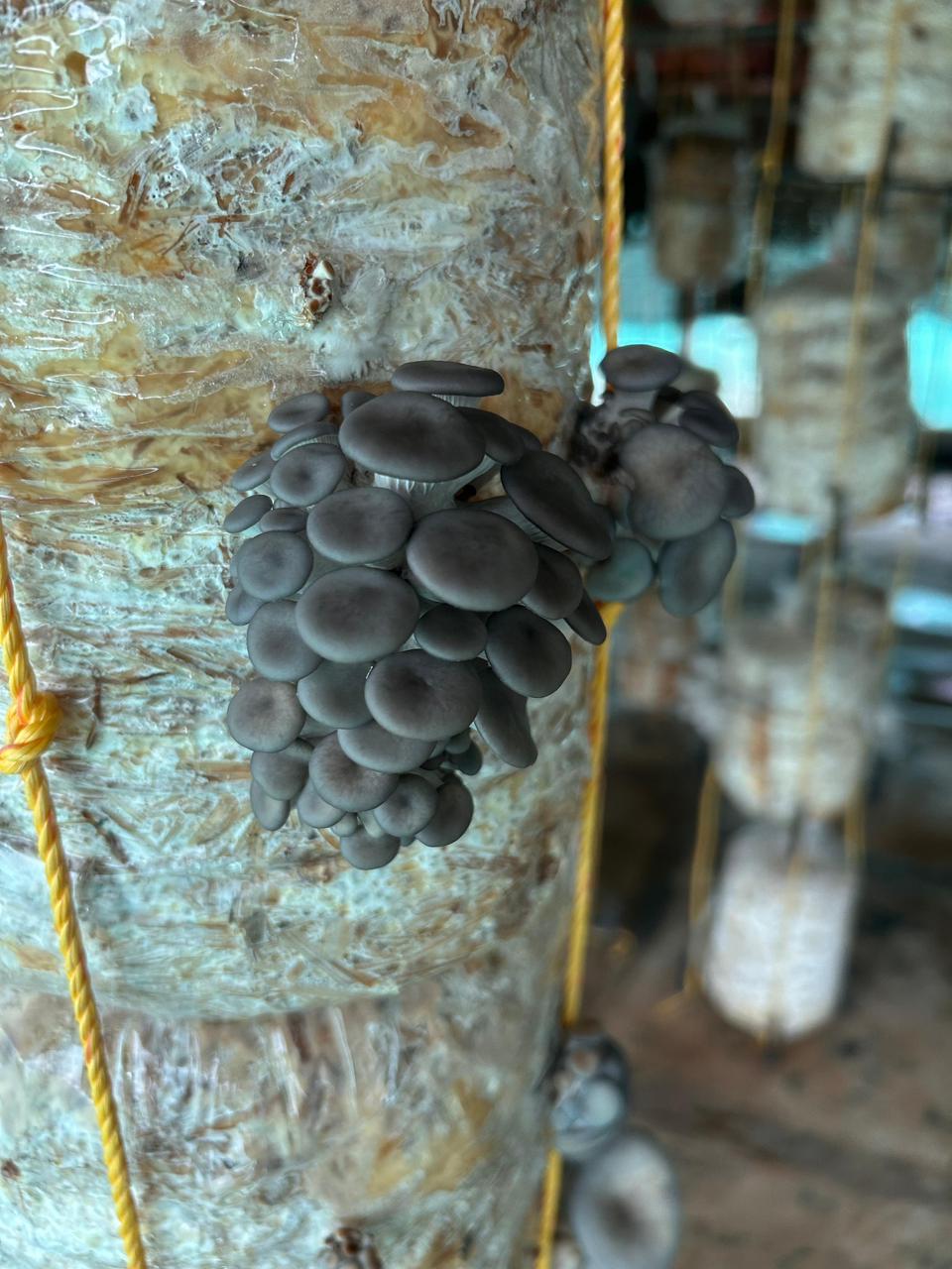 A glass jar filled with organic mushroom powder, with a wooden spoon.