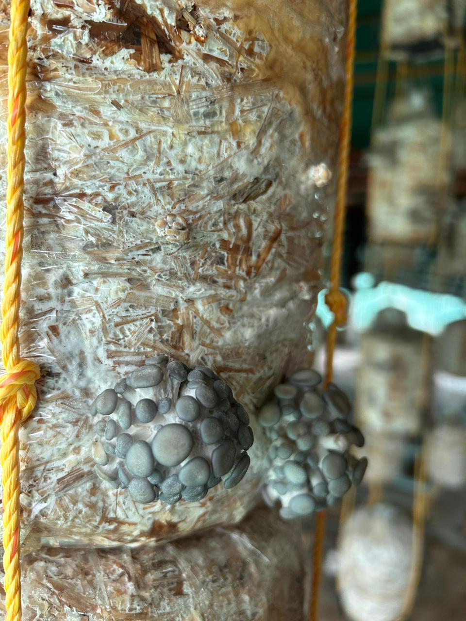Rows of mushroom substrate bags in a climate-controlled room.