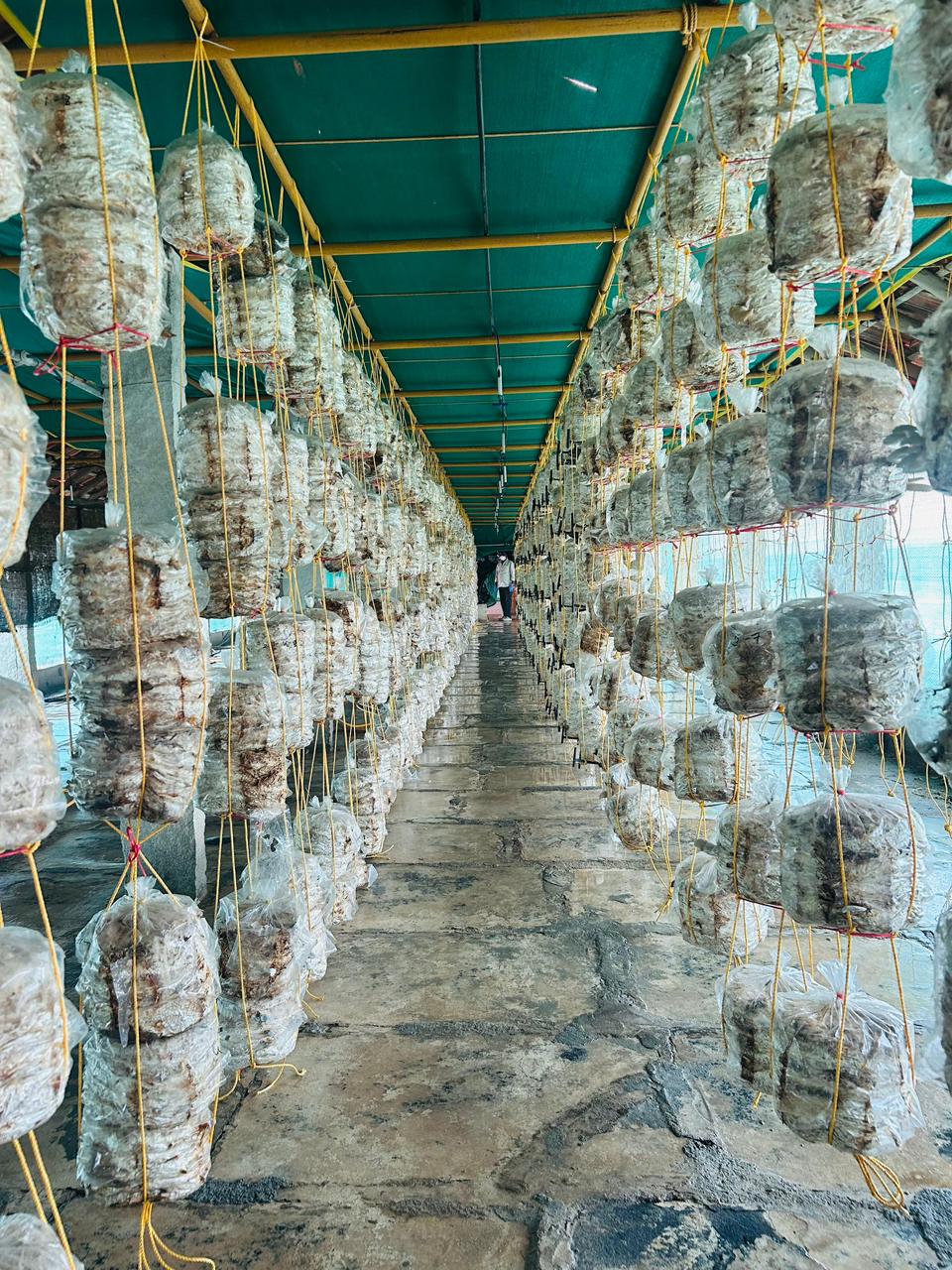 Professionally packaged fresh mushrooms ready for delivery.