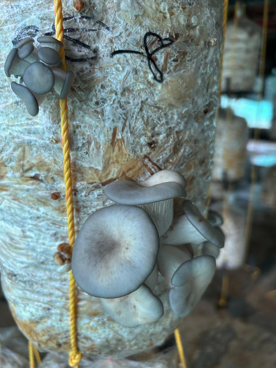 A delicious-looking pasta dish garnished with freshly cooked oyster mushrooms.