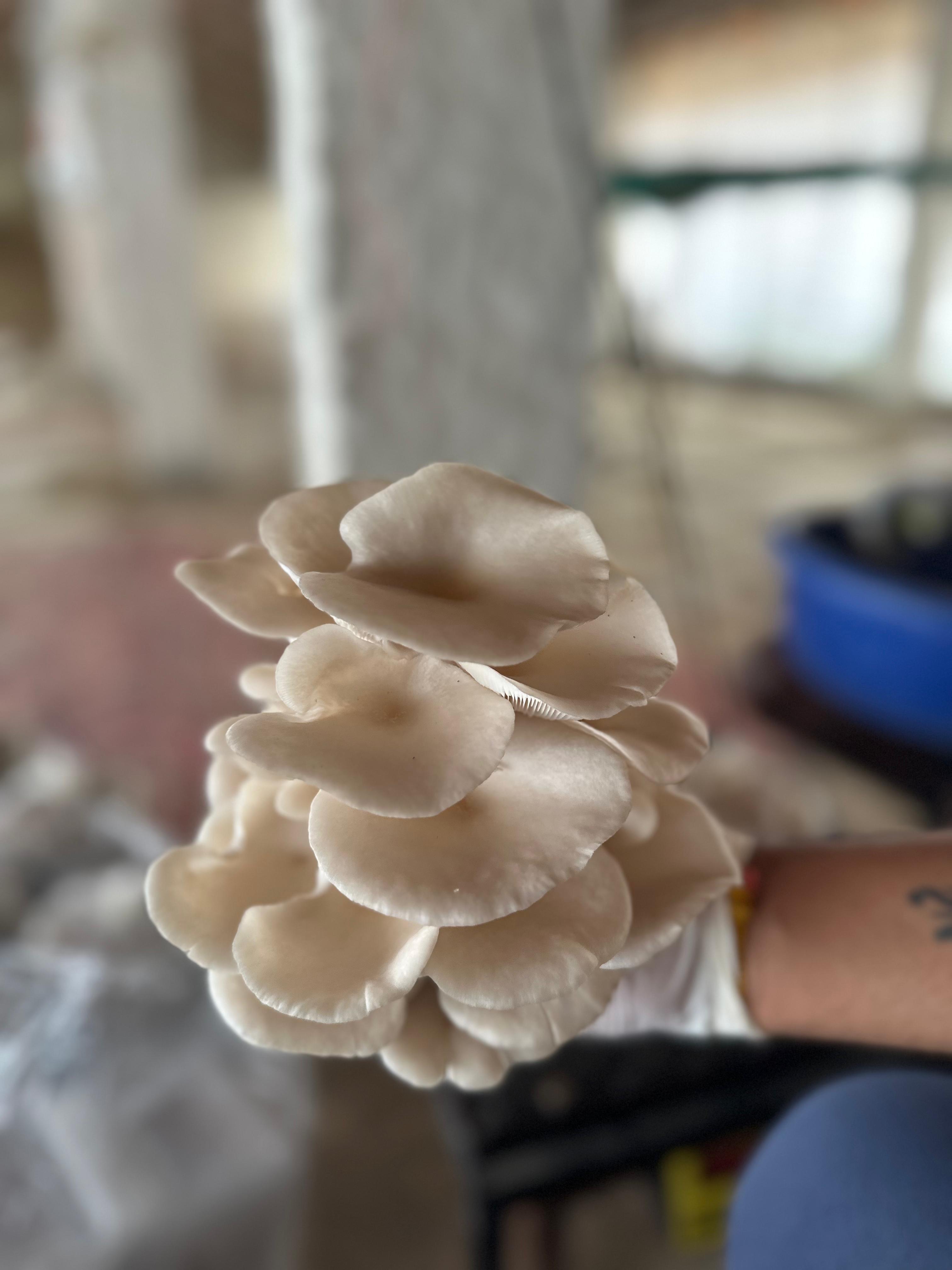 500gm Oyster Mushroom