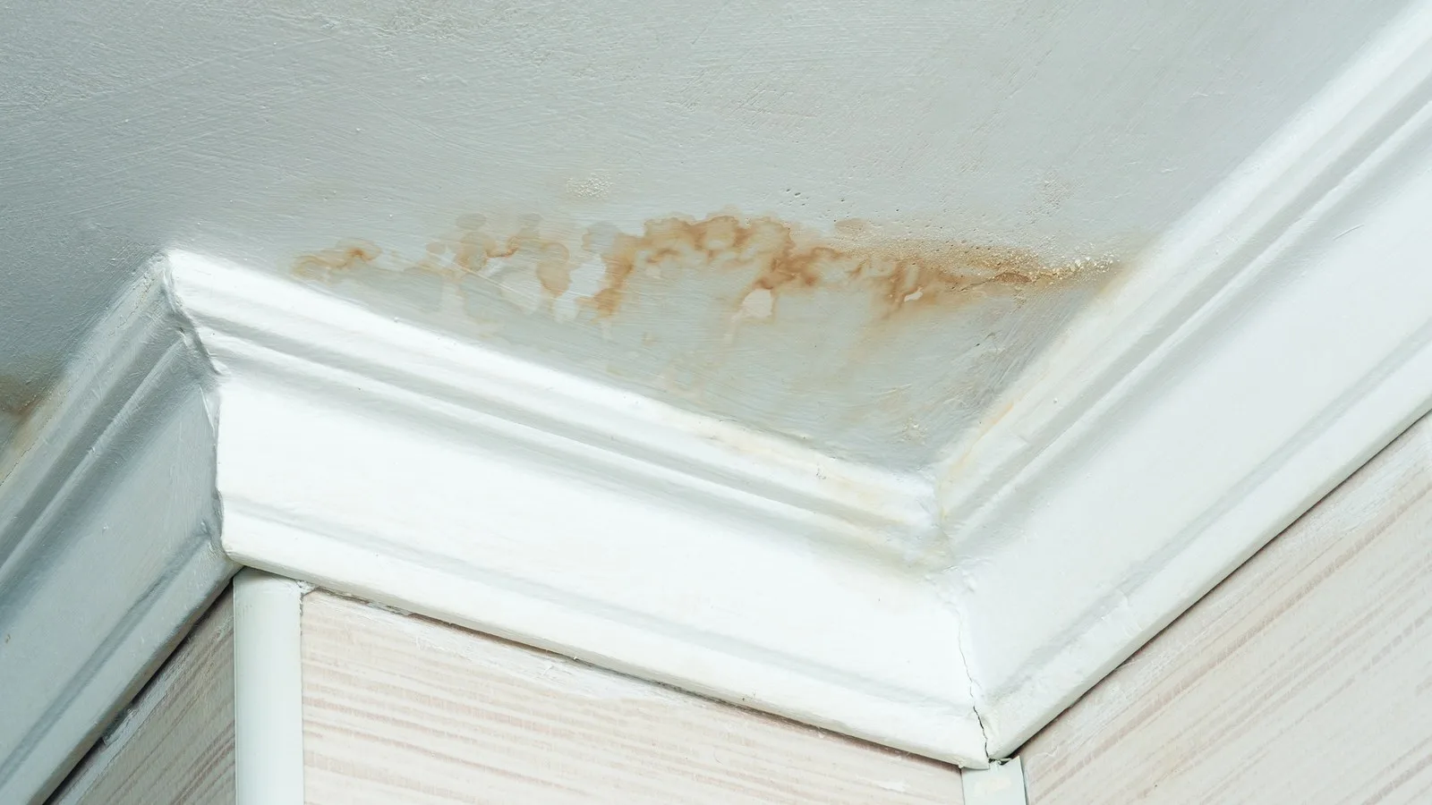 A brown water stain spreading across a ceiling above the coving, the kind of damage escape of water repairs start with