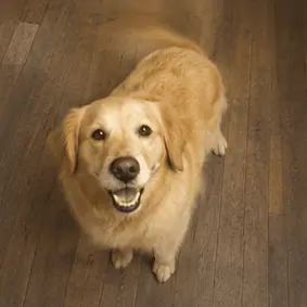 Dog spin