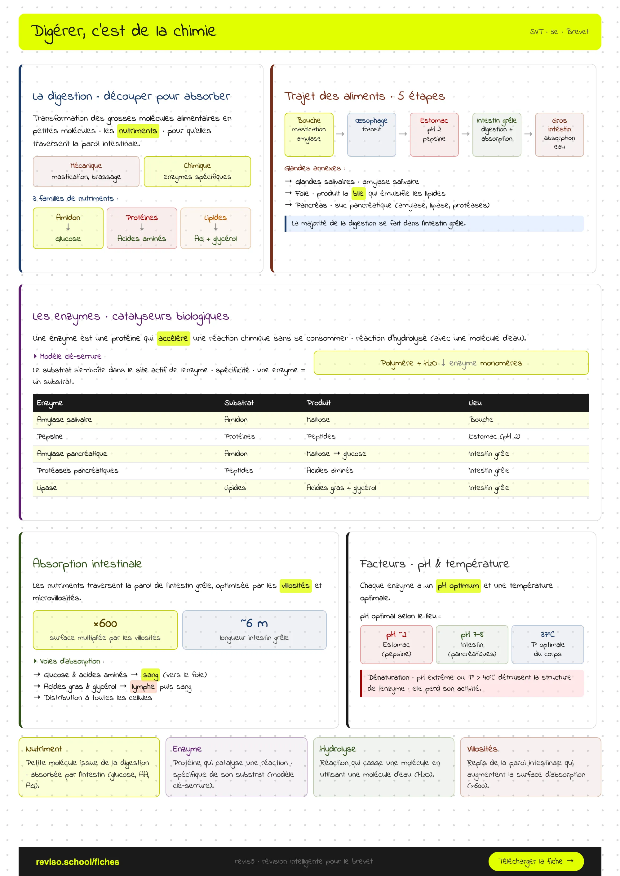 Digérer, c'est de la chimie