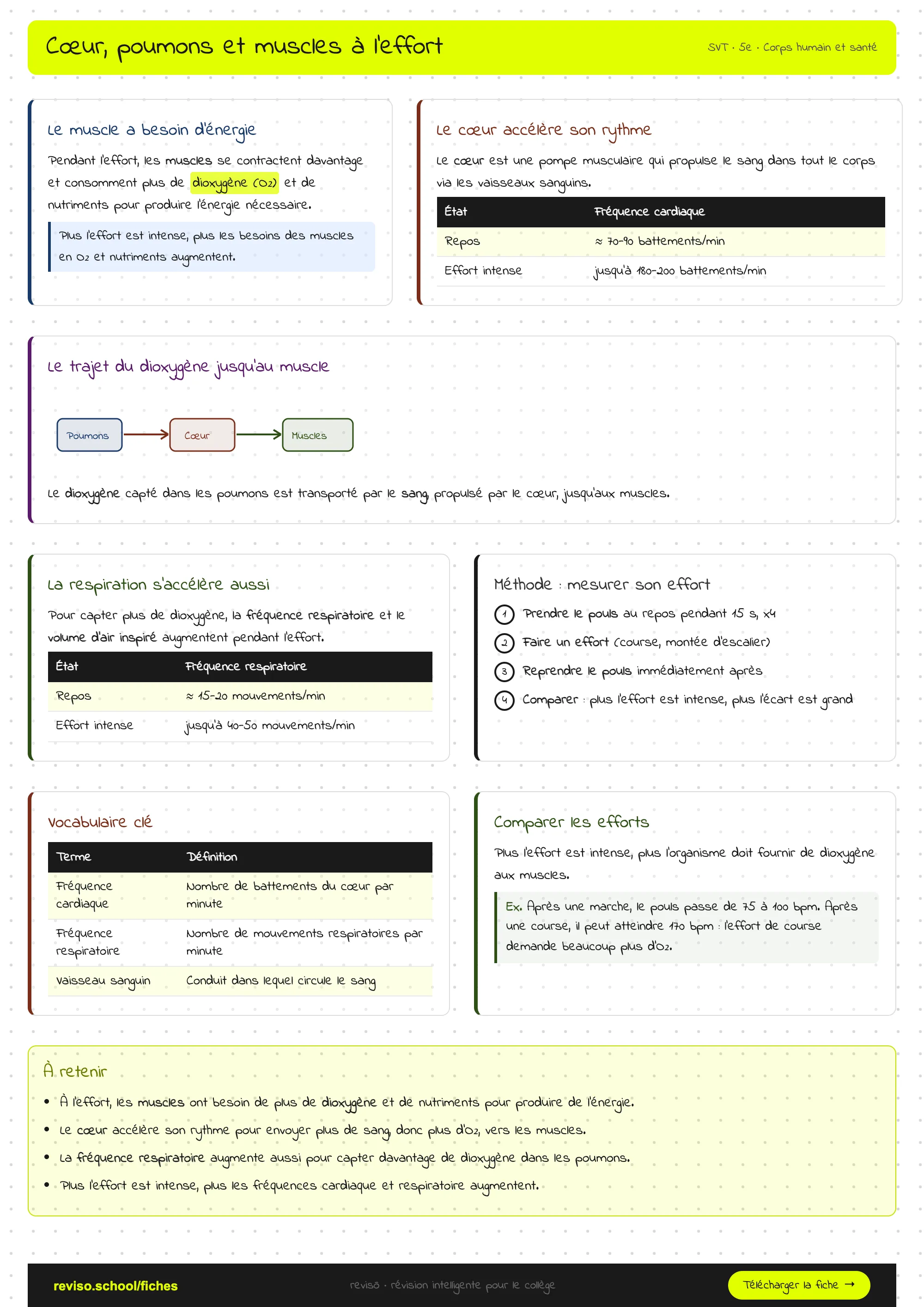 Cœur, poumons et muscles à l'effort