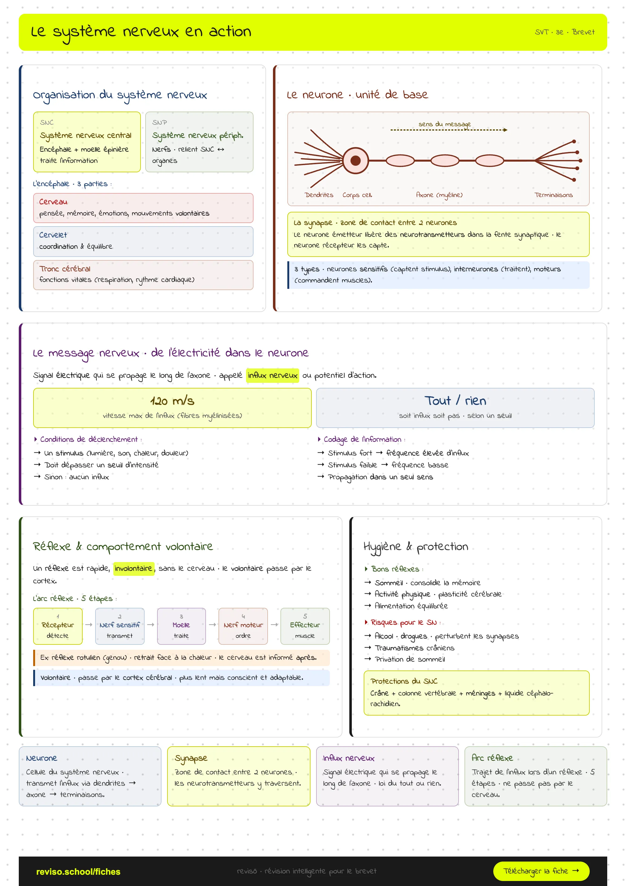 Le système nerveux en action