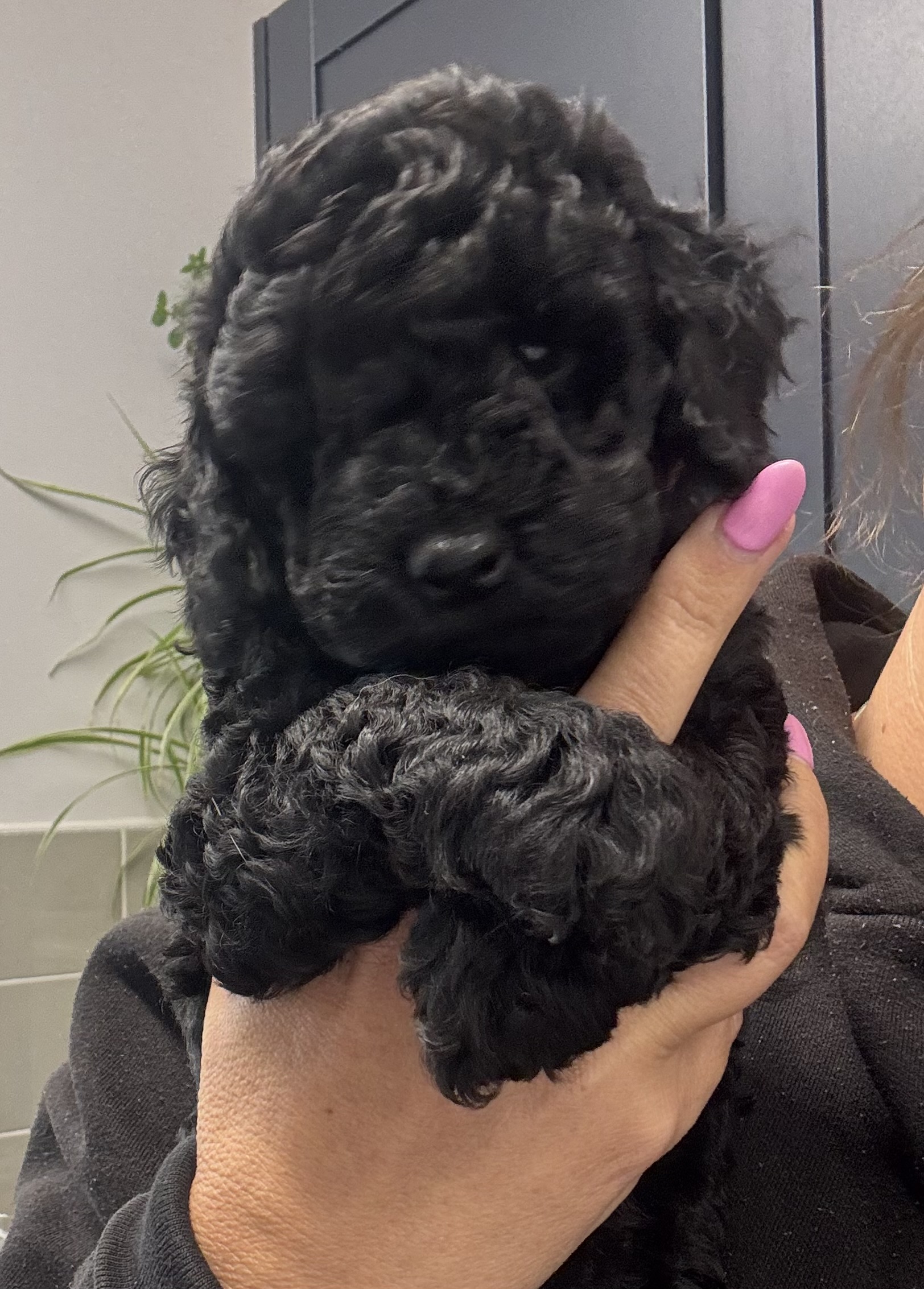Cockapoo puppies for sale in Moreton say , Shropshire