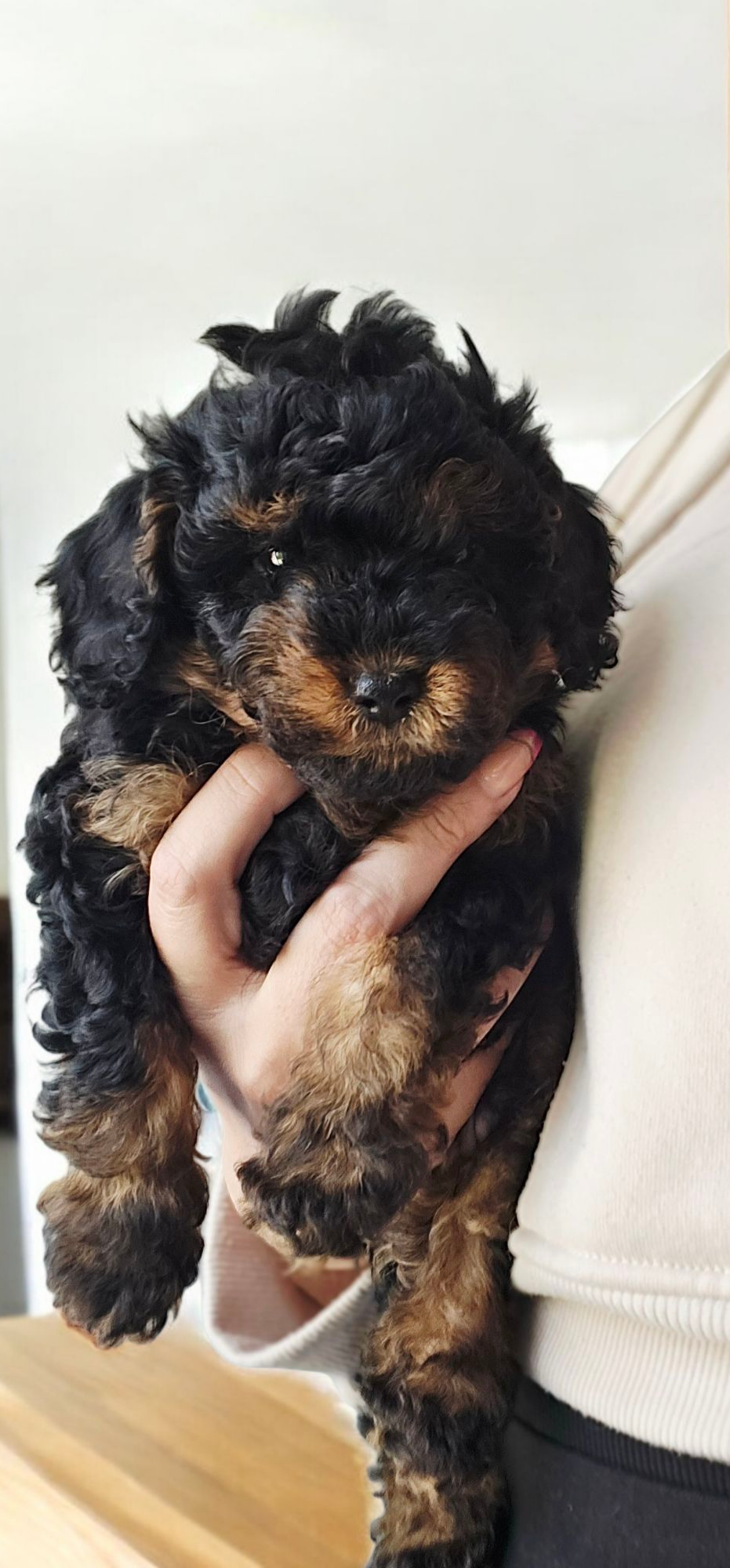 Cavapoo puppies for sale in Chesterfield