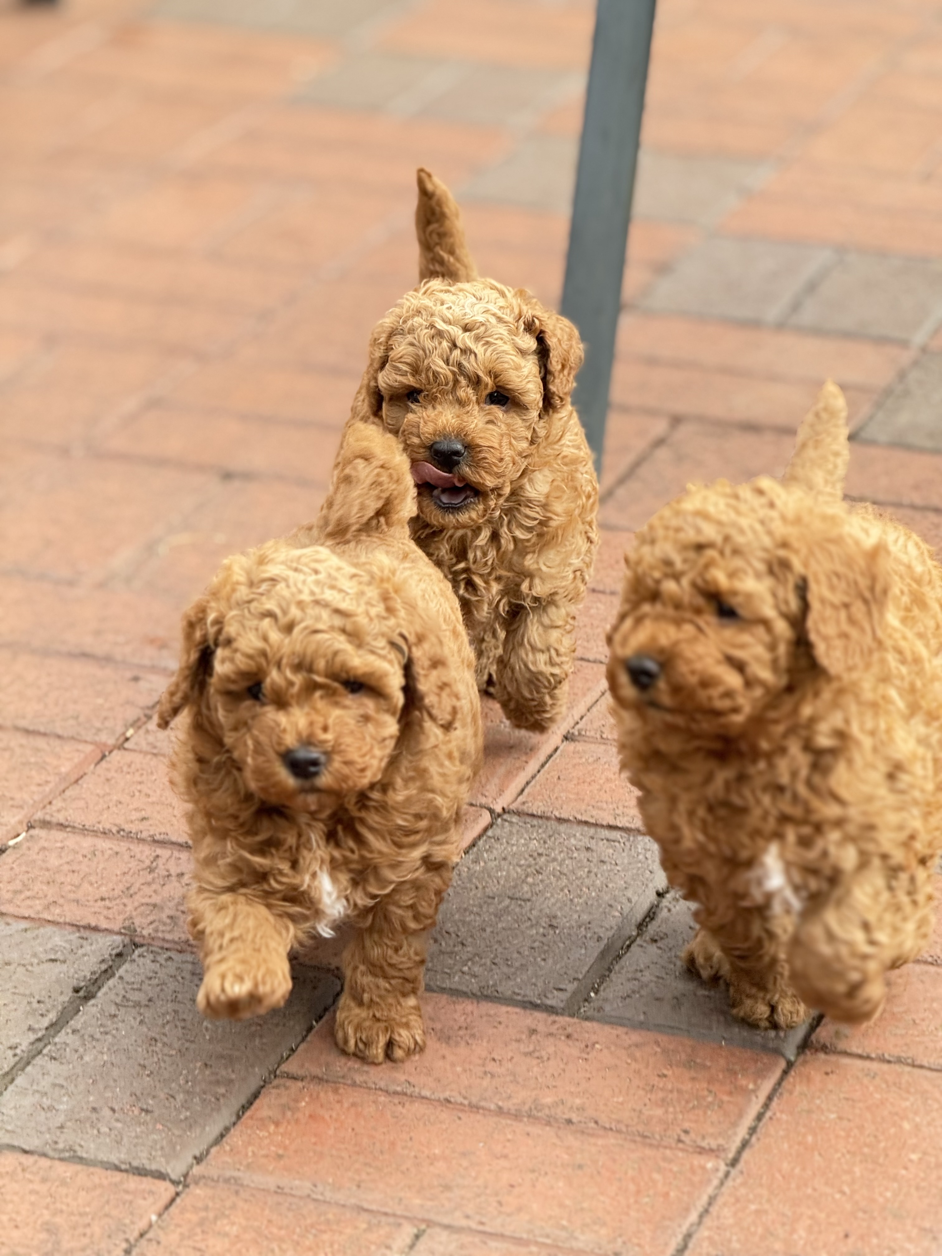 Cavapoo puppies for sale in Newark