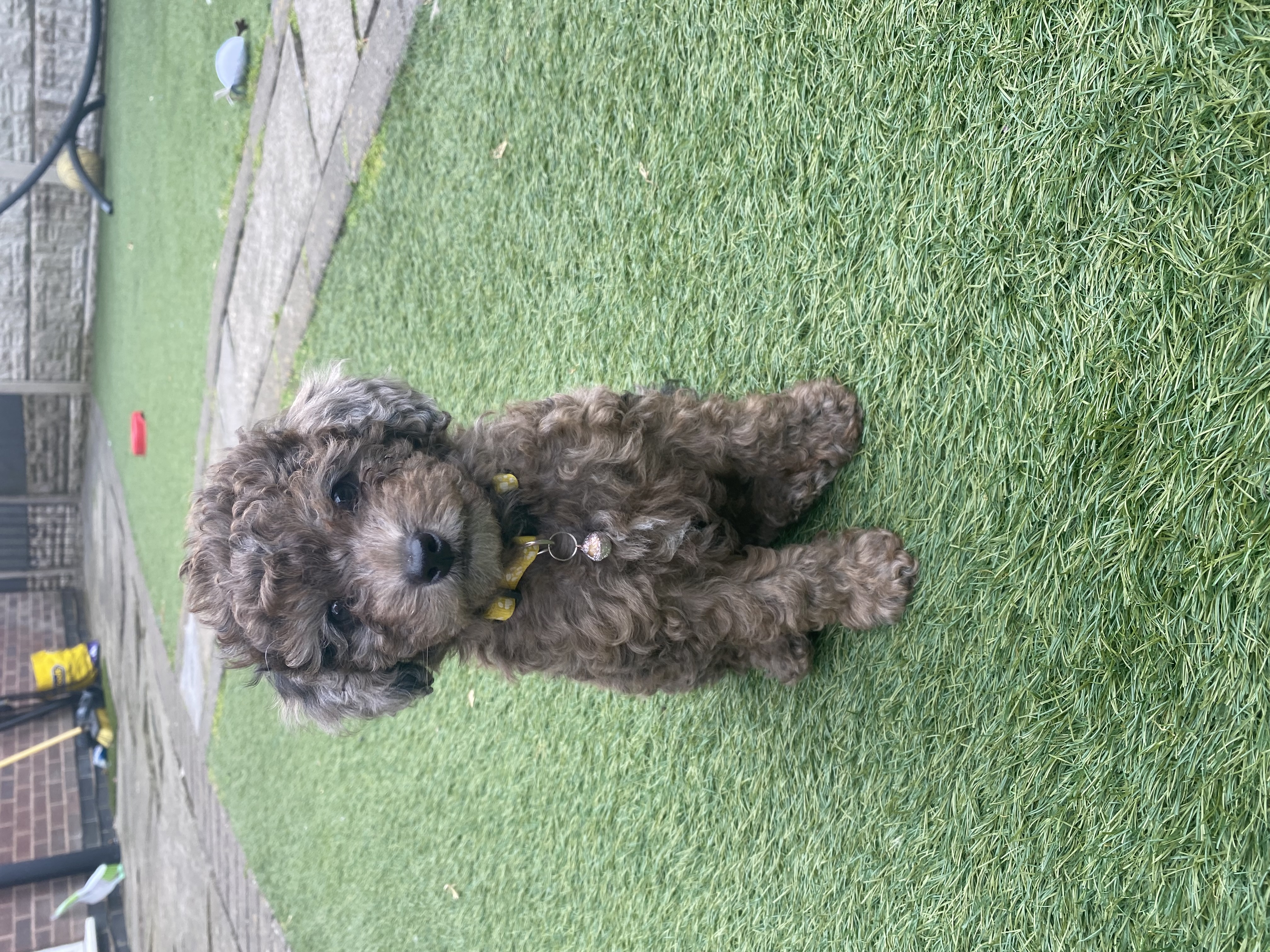 Toy Poodle puppies for sale in Pinxton, Notts