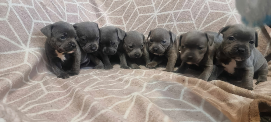 Staffordshire Bull Terrier puppies for sale in manchester, manchester uk