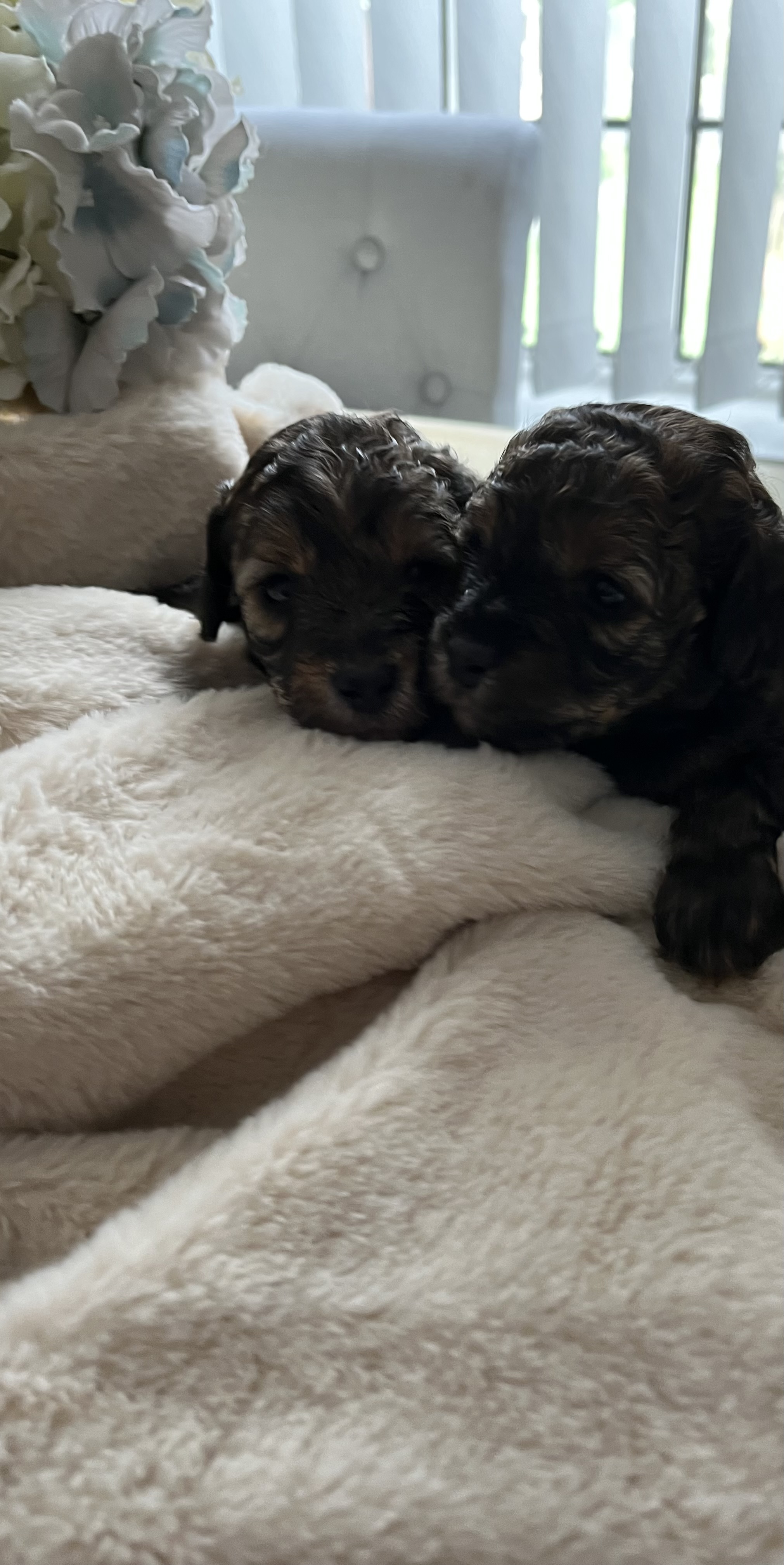 Cockapoo puppies for sale in Scunthorpe