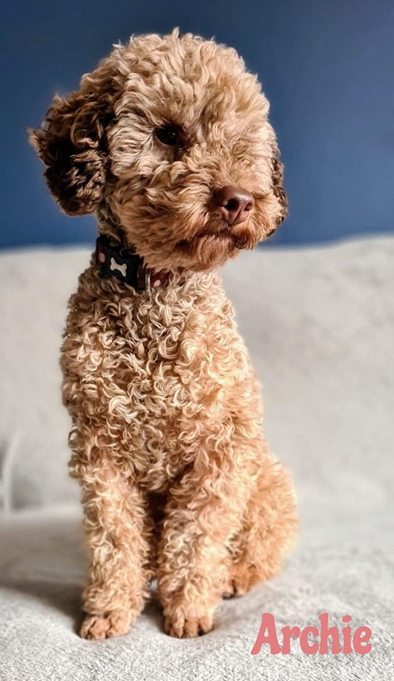 Toy Poodle Archie for stud in Retford, Nottinghamshire