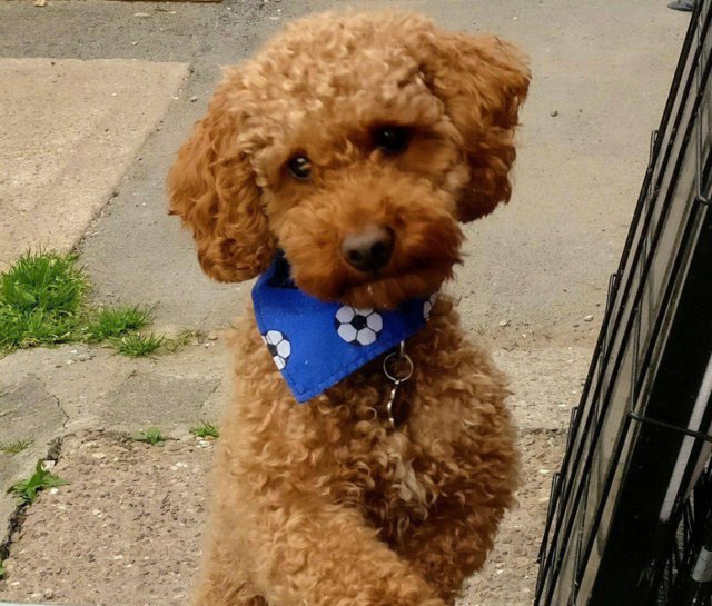 Toy Poodle Reggie for stud in Retford, Nottinghamshire