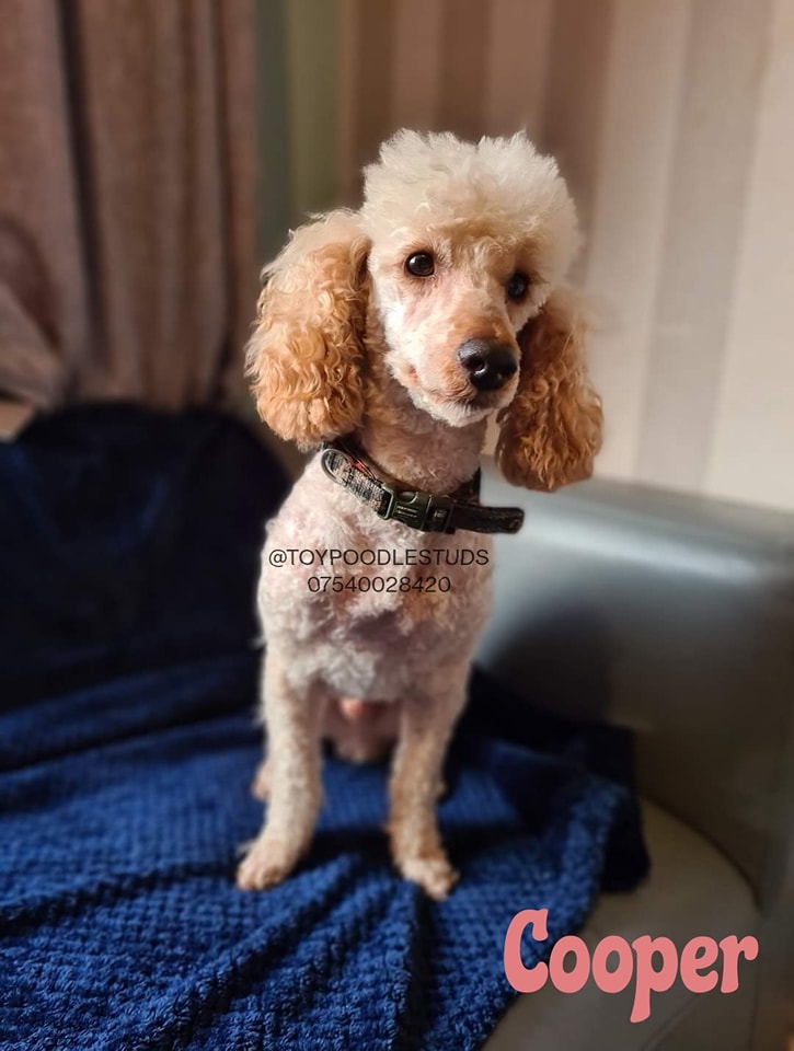 Toy Poodle Cooper for stud in Retford, Nottinghamshire