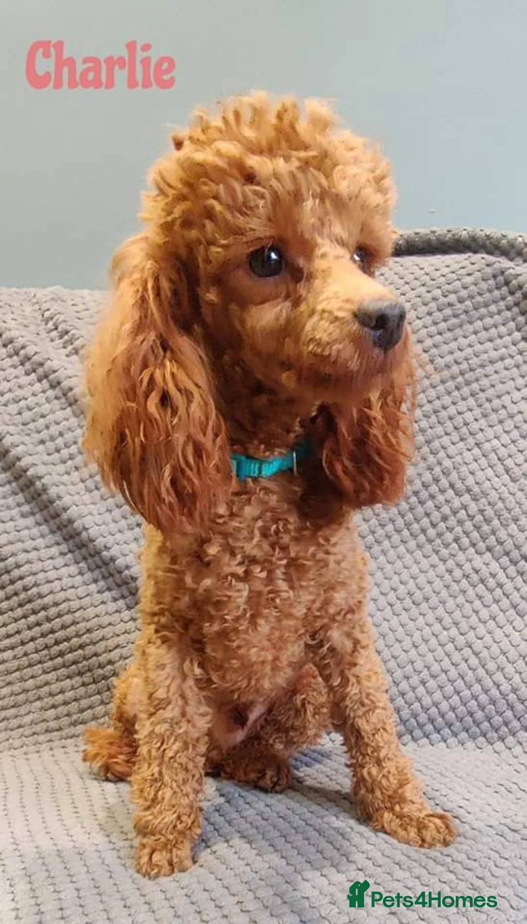 Toy Poodle Charlie for stud in Retford, Nottinghamshire
