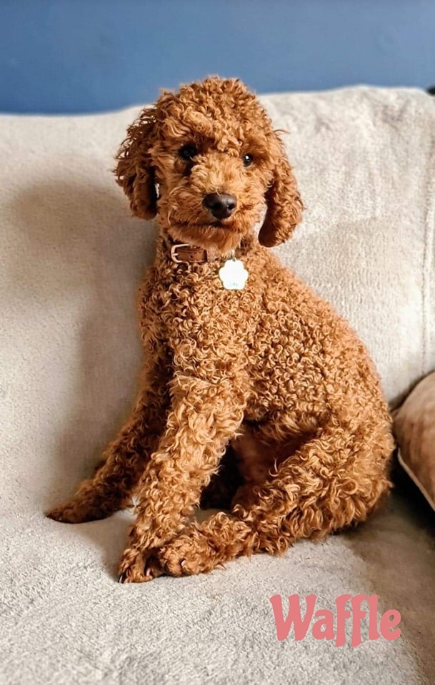 Toy Poodle Waffle for stud in Retford, Nottinghamshire