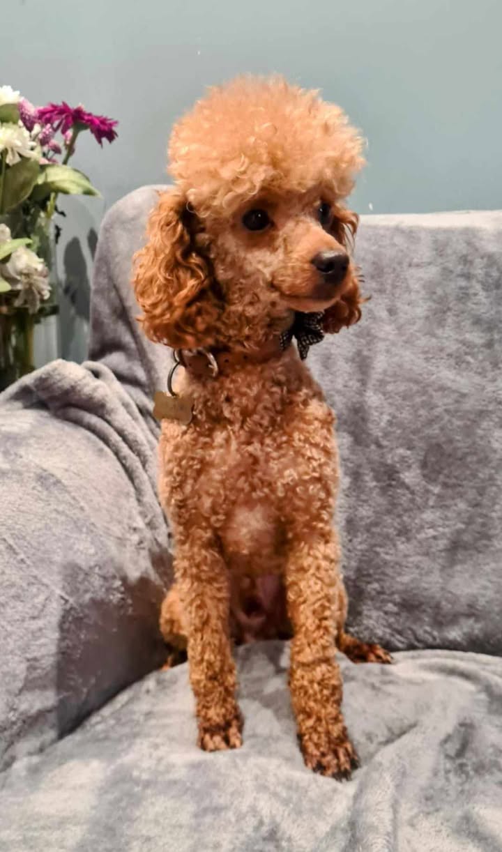 Toy Poodle Roger for stud in Retford, Nottinghamshire