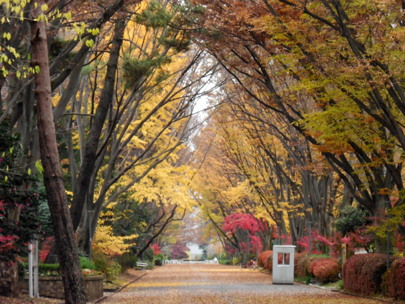 Đại học Tokyo Gakugei Banner