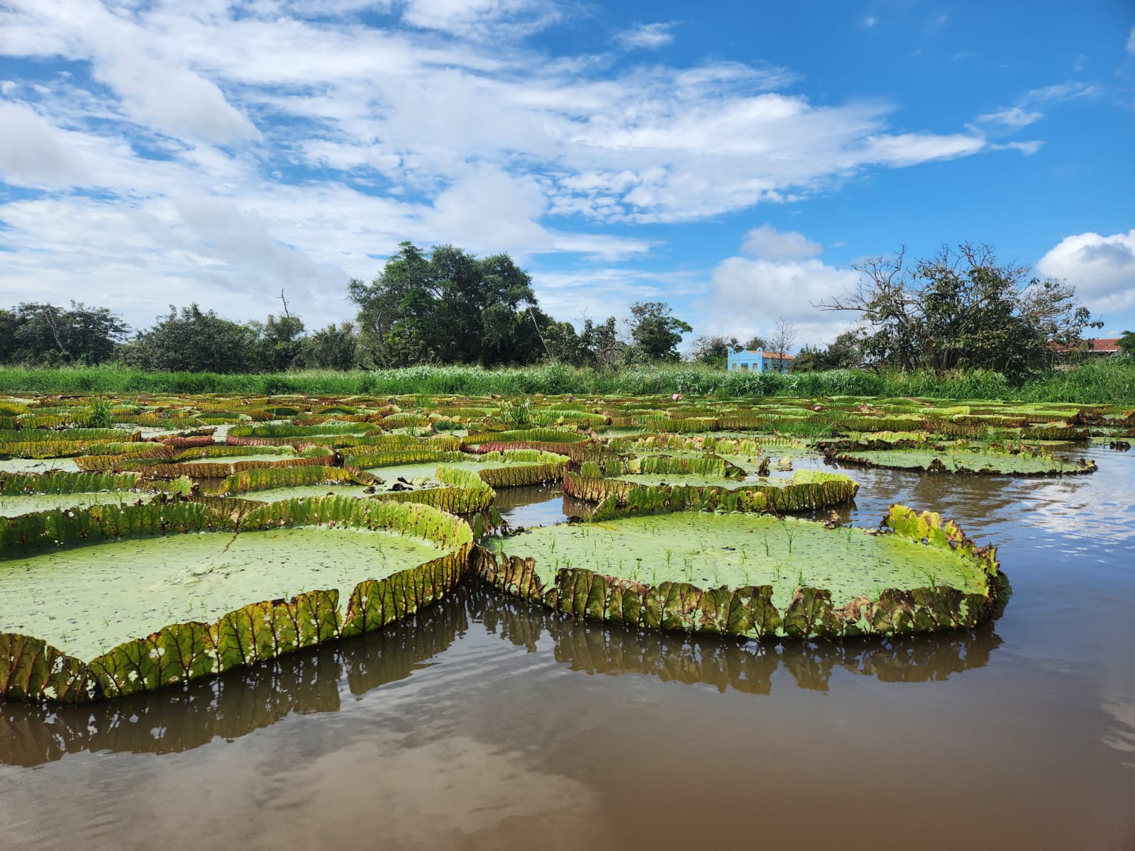 Alter do Chão - Foto 3