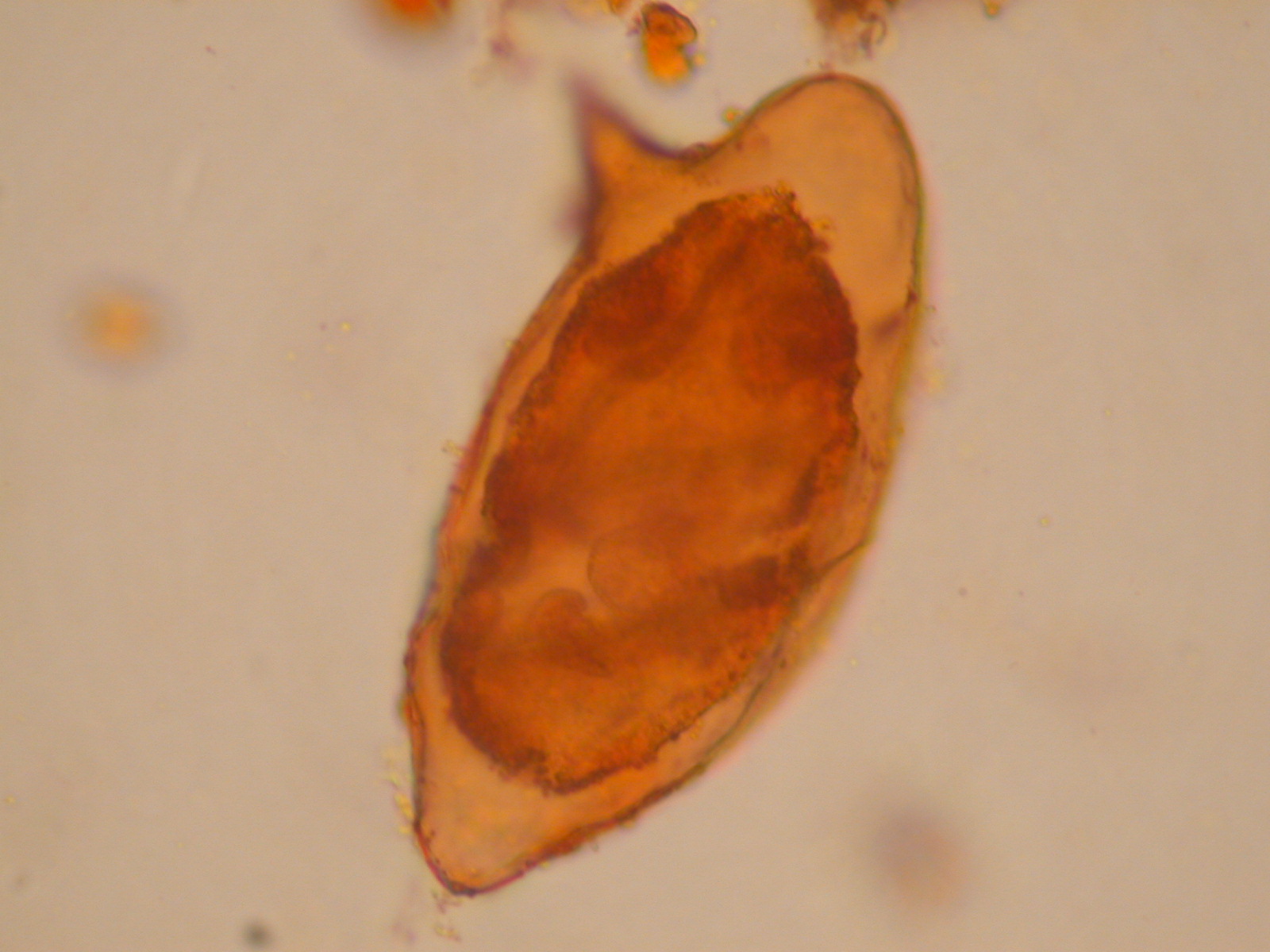 Parasitologia Clinica Biomedicina 2024-2