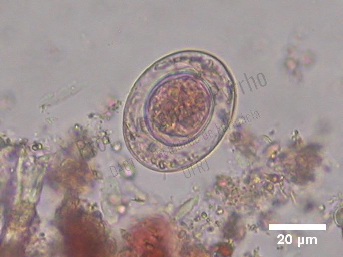 Parasitologia Clinica - Biomedicina 2025-1