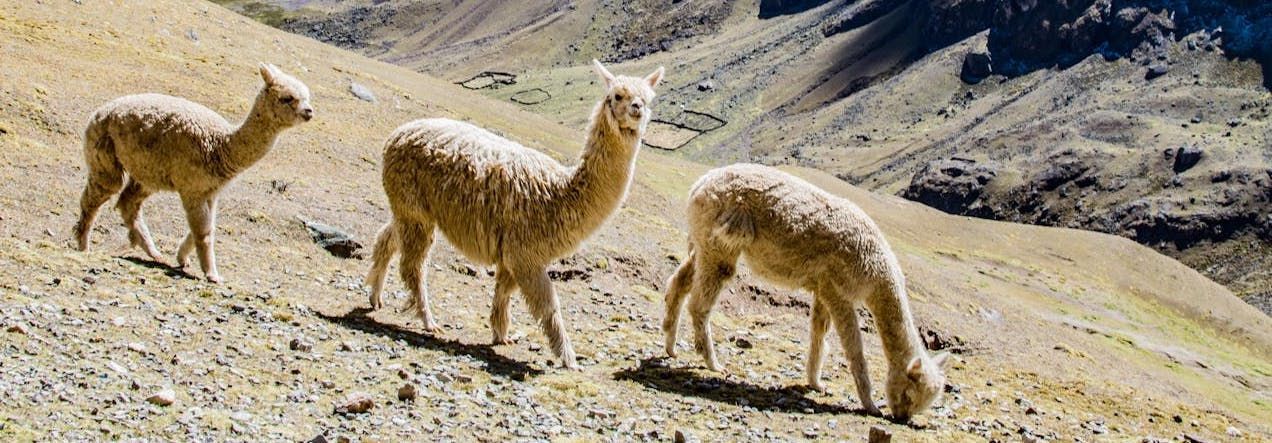 camelid conference registration