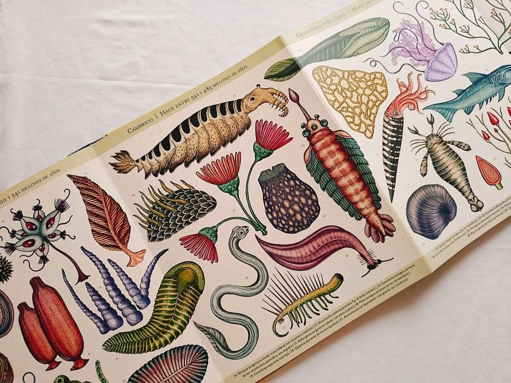 Historia de la vida: Evolución