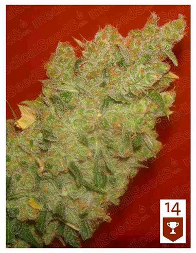 JACK LA MOTA X3 75% SATIVA - MEDICAL SEEDS 