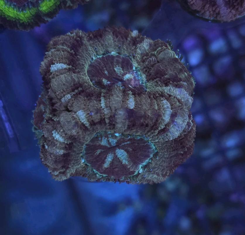 Japanese Acan Gold Martyr 2pp