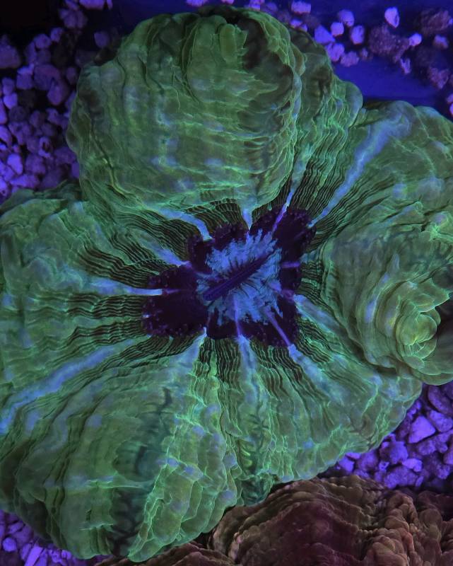 Indophylia Green XL