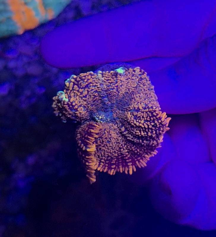 Fireshroom frag 
